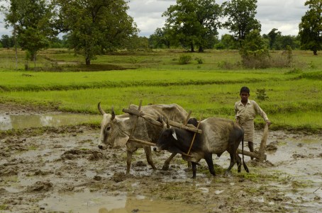 Ploughing_paddy_field_with_oxen,_Umaria_district,_MP,_India